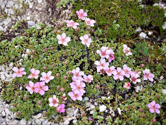 Potentilla nitida